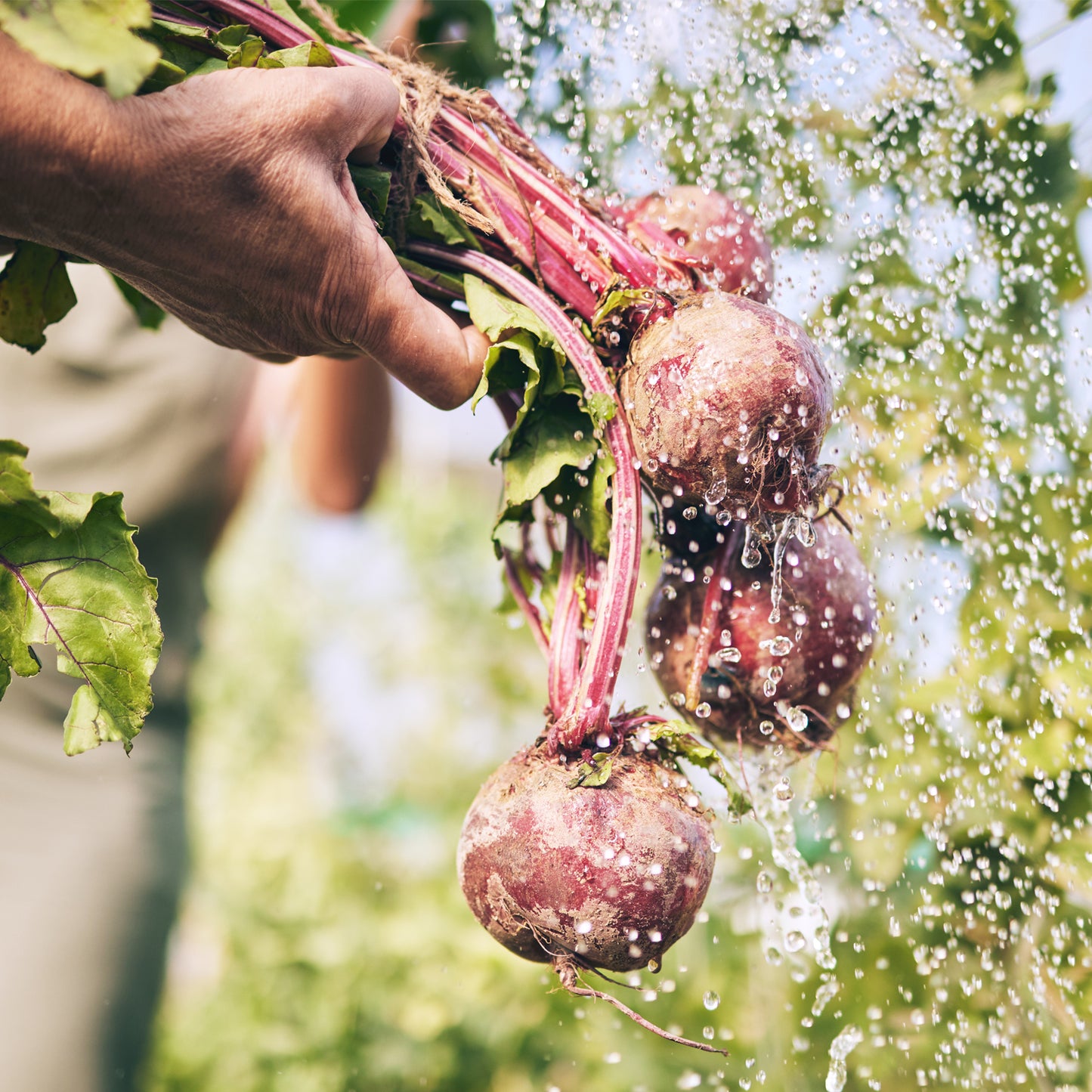 Beetroot Cabernet F1