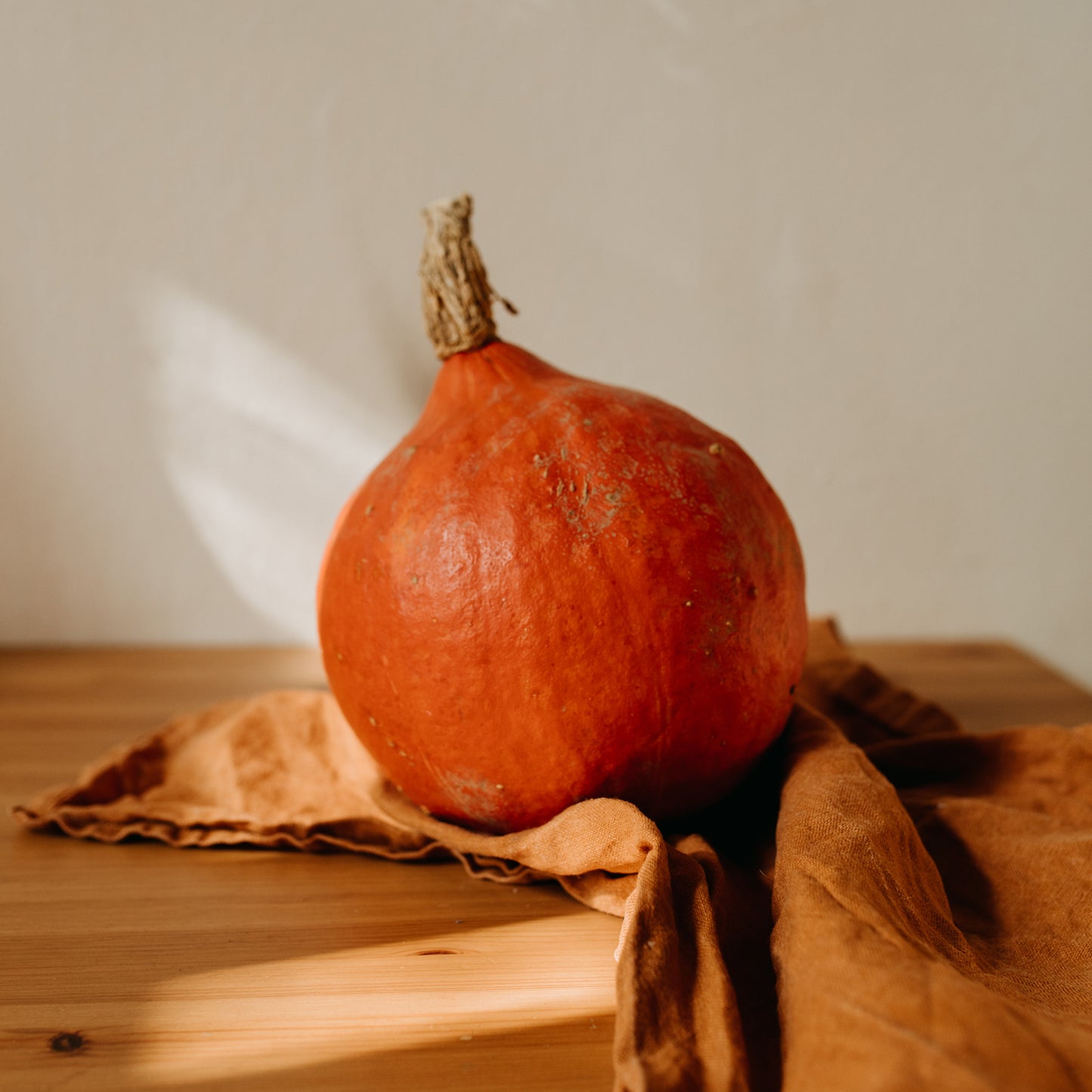 Hokkaido Pumpkin ORIBI F1