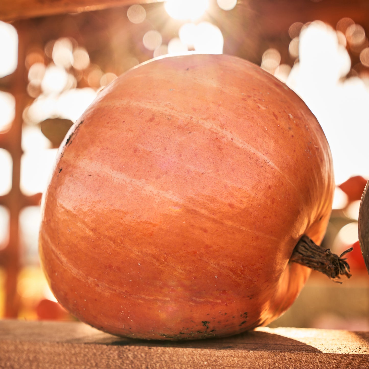 Hokkaido Pumpkin SUNSHINE F1