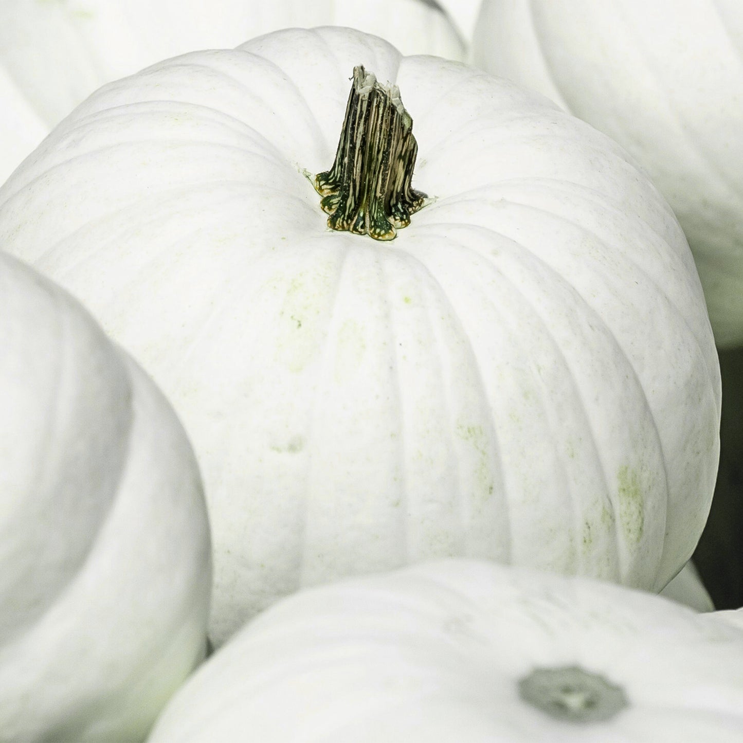 Pumpkin Sweet Slice F1