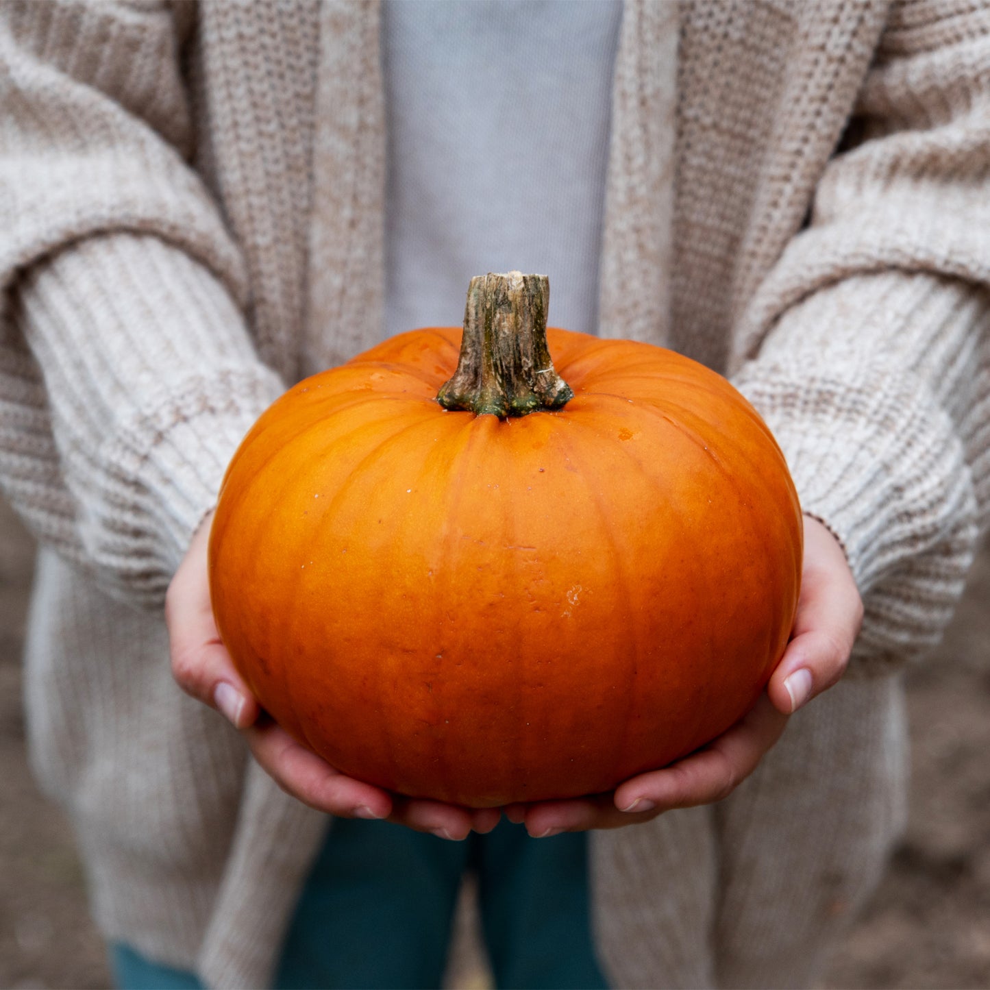 Hokkaido Pumpkin ZORA F1