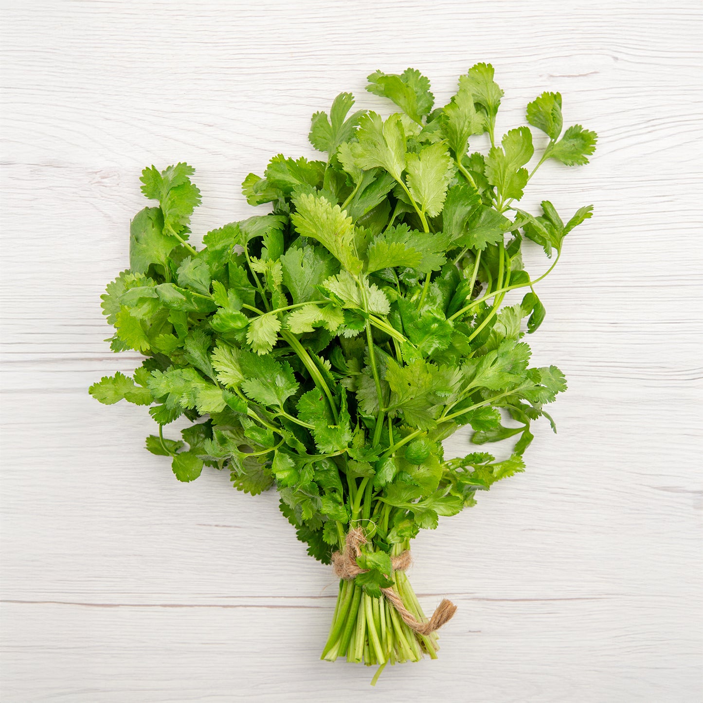 Coriander American Long Standing