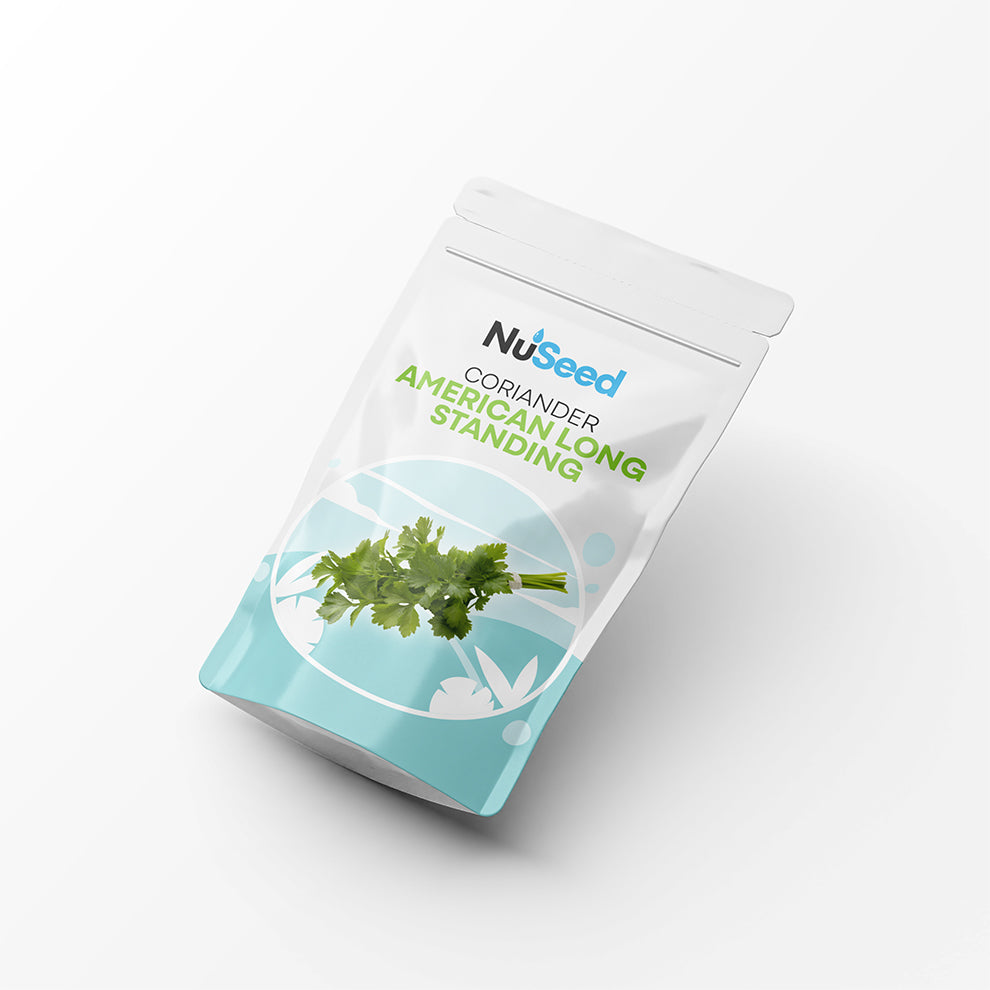 Coriander American Long Standing