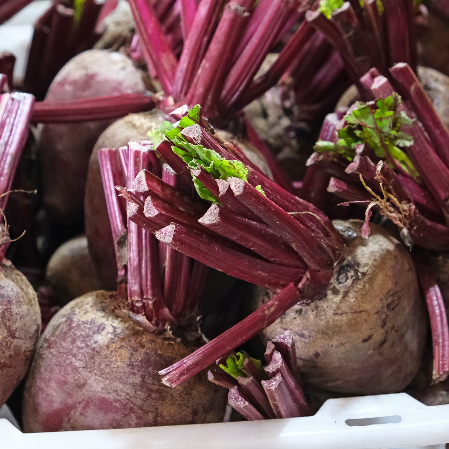 Beetroot Crimson Globe