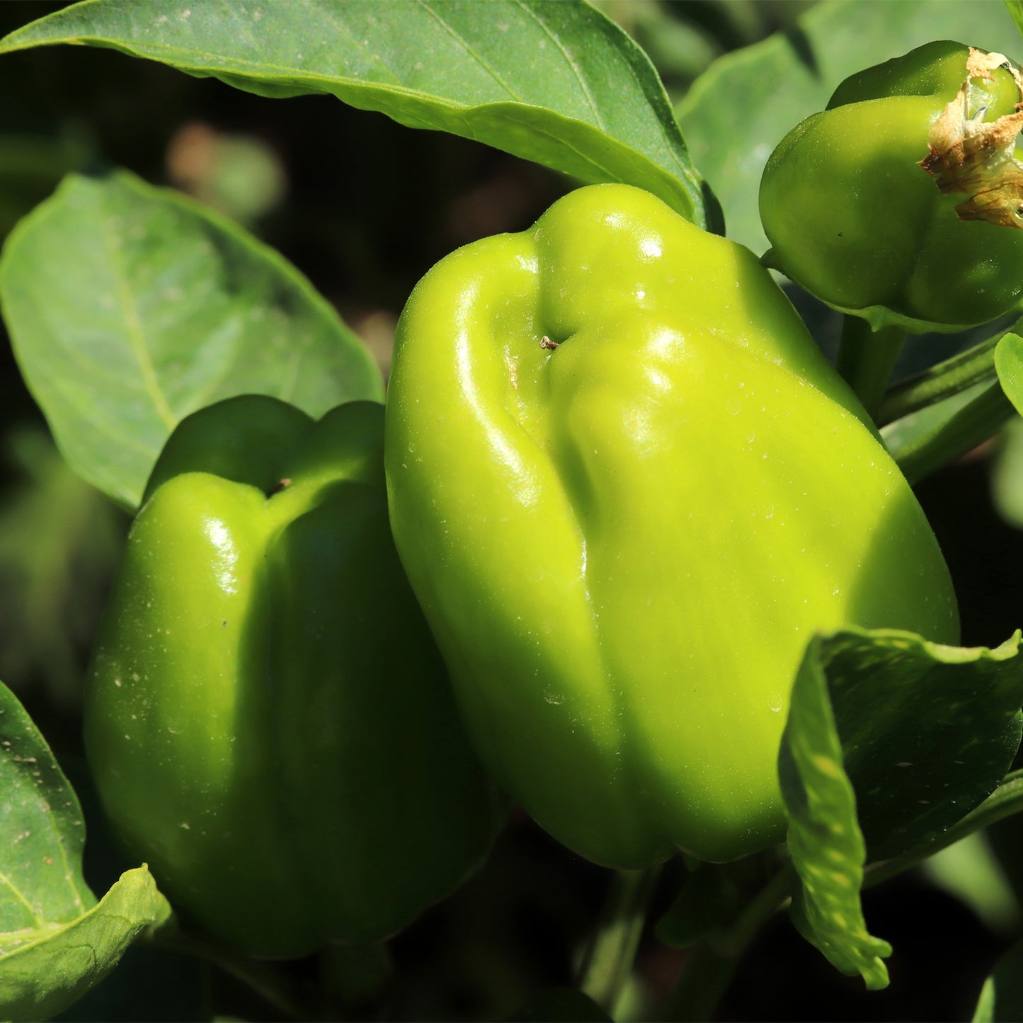 Sweet Pepper Cyclops F1