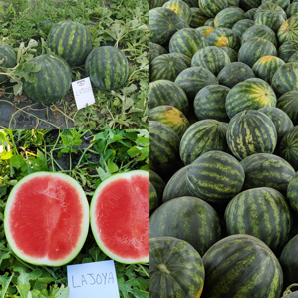 Watermelon LaJoya F1