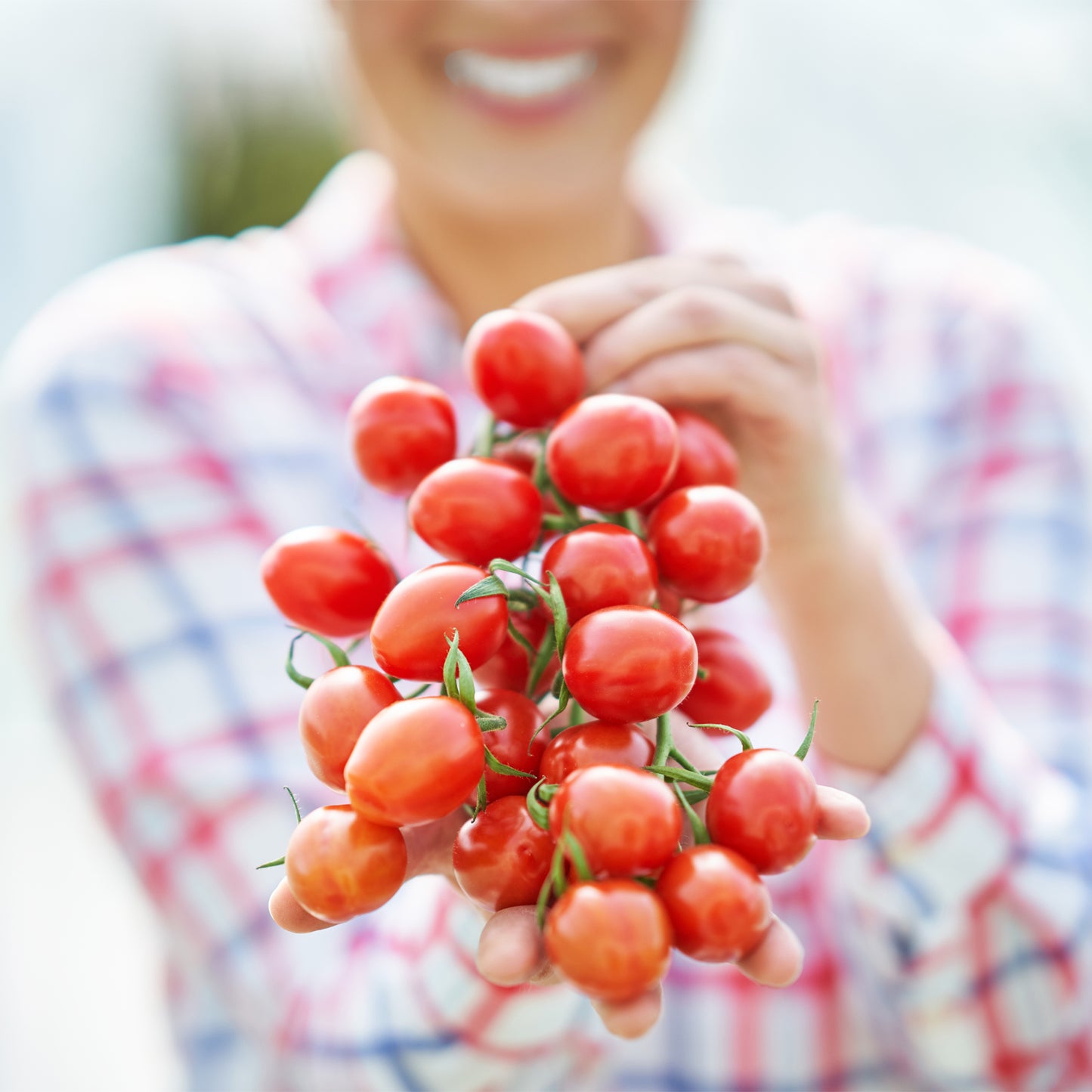 Tomato PINK BELLA F1