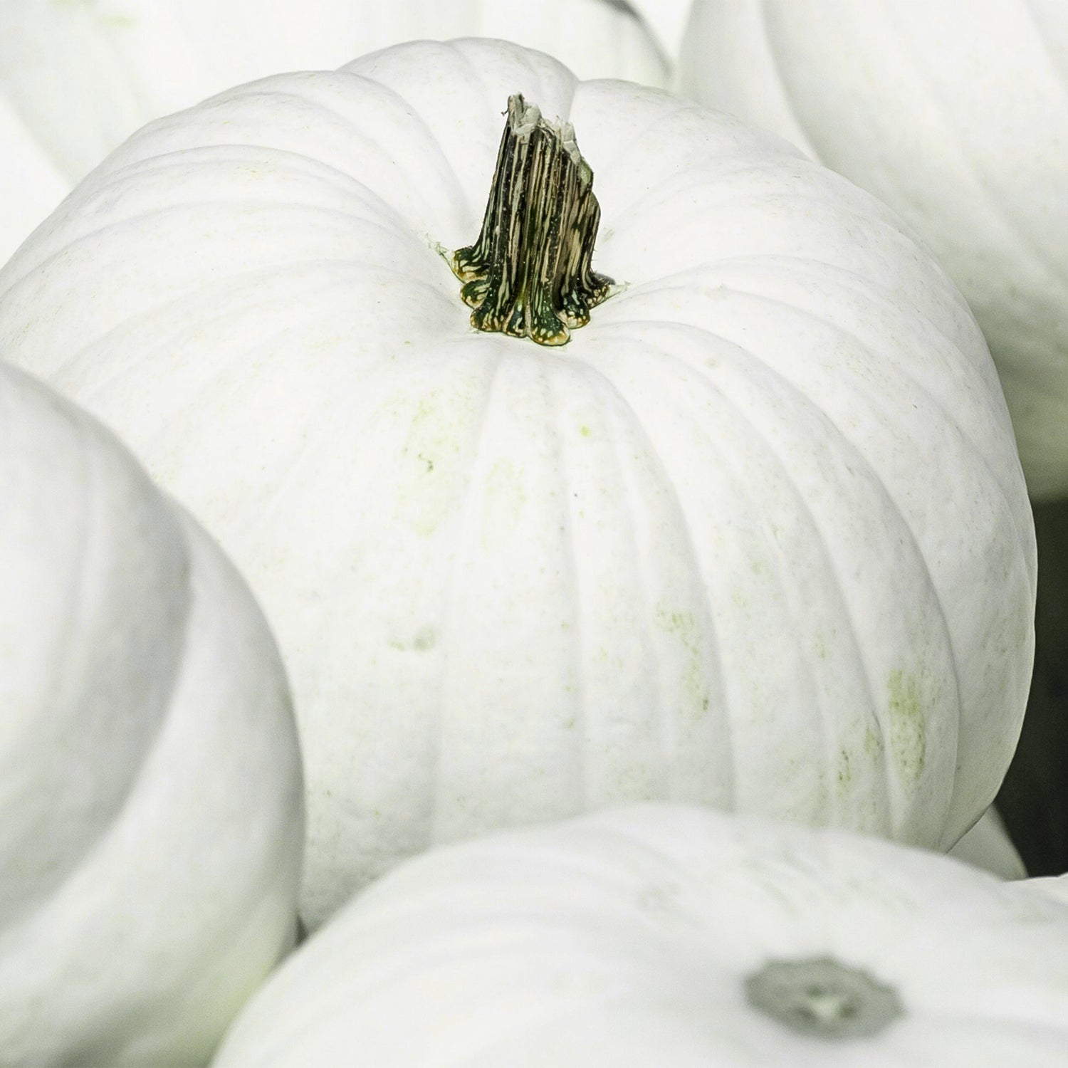 Pumpkin– AgriCart